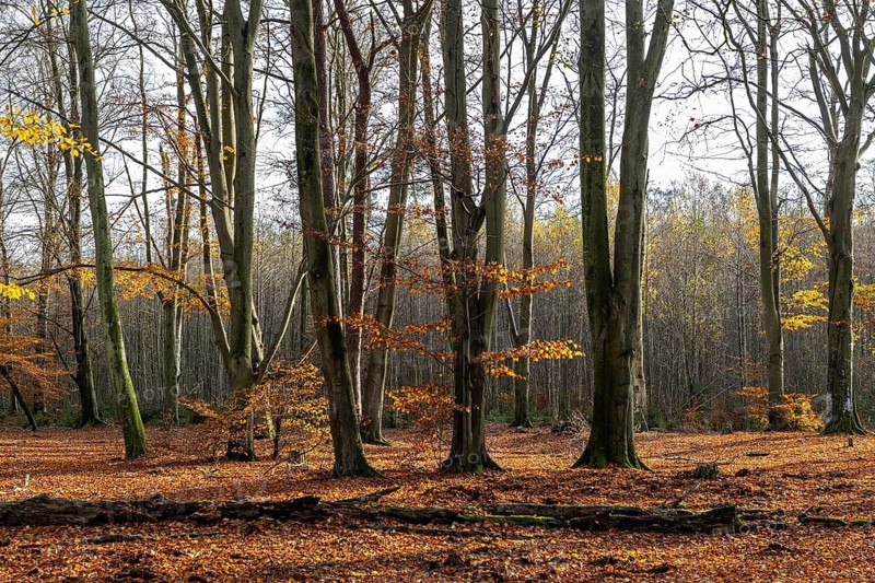 Autumn forest, autumn-colored trees, Darßwald, Darß, Fischland-Darß-Zingst, Western Pomerania Lagoon Area National Park, Mecklenburg-Western Pomerania, Germany