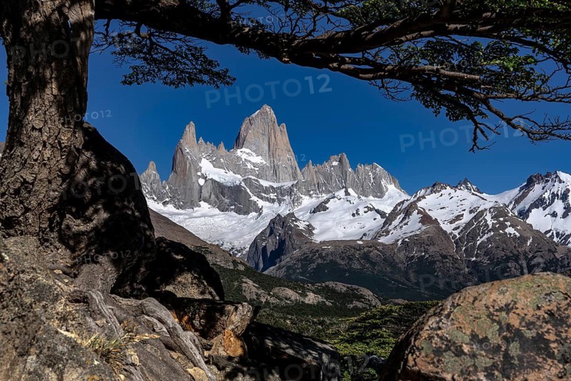 Mount Fitz Roy (Cerro Chaltén) with snow-covered peaks and glacier, framed by southern beech (Nothofagus) and rocks, Los Glaciares National Park, Patagonia, Argentina