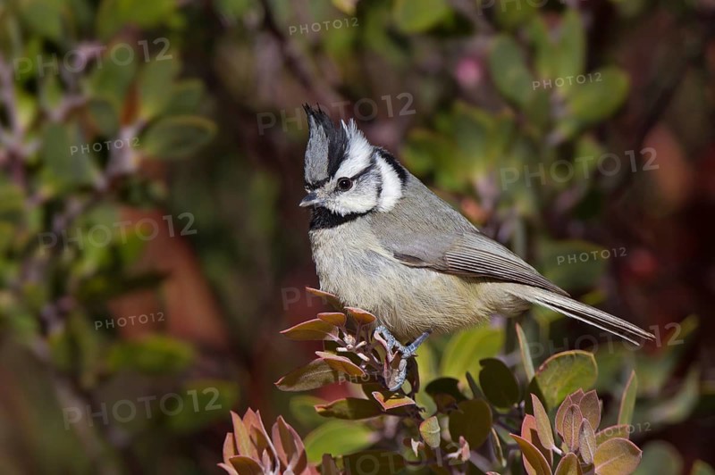 Bridled Titmouse (Baeolophus wollweberi), Arizona, USA