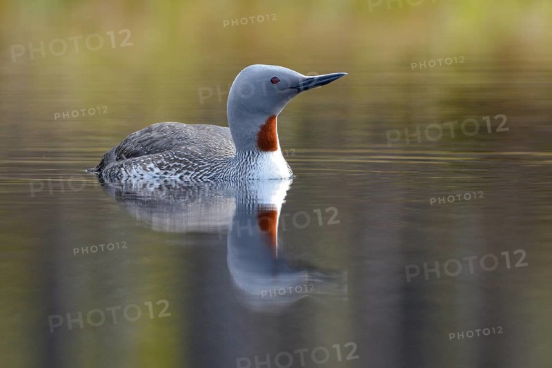 Red-throated diver (Gavia stellata) in breeding plumage on a lake in Sweden, Knuthöjdsmossen, Hällefors, Örebro län, Sweden