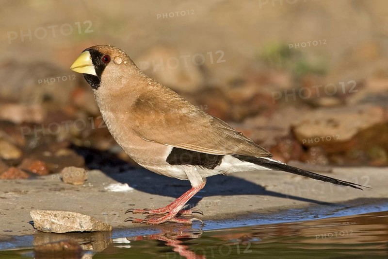 Masked Finch (Poephila personata), Western Australia, Australia