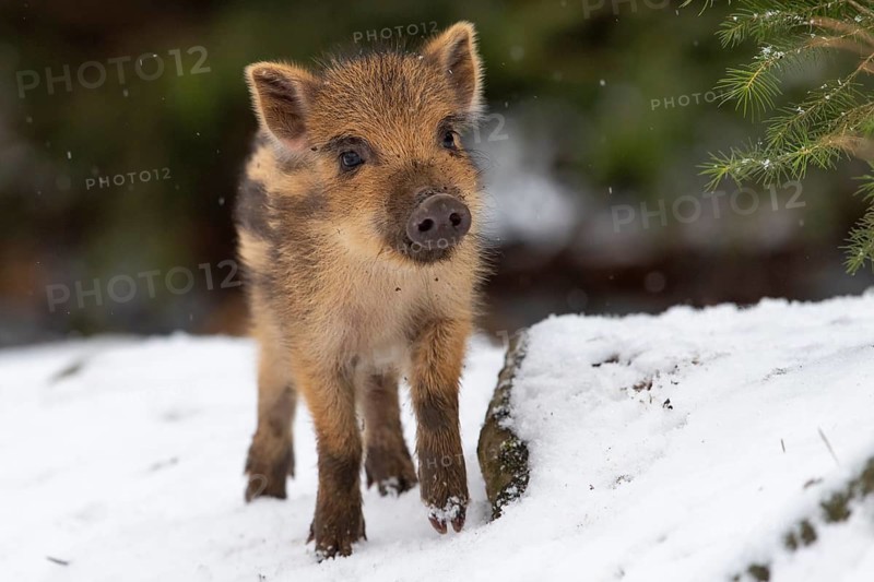 Wild boar (Sus scrofa) in the snow, fresh boar, Melle, Lower Saxony, Germany