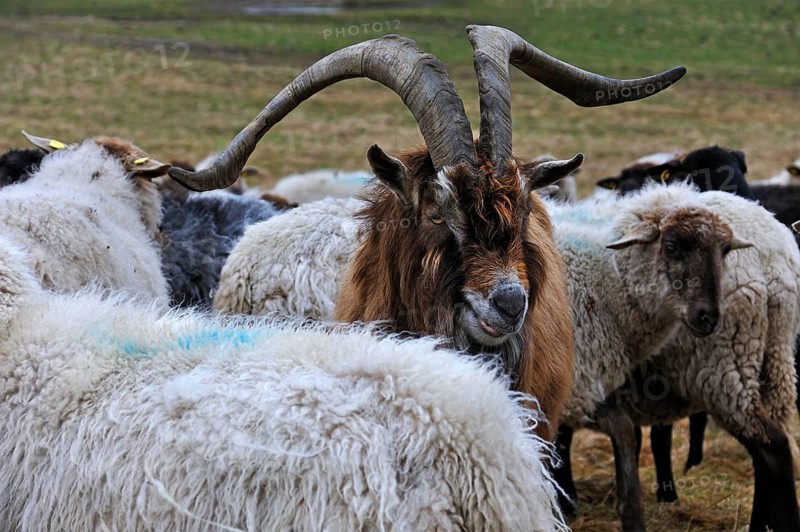 Goat in a flock of sheep on pasture, Kalkberg, Nesow, Mecklenburg-Western Pomerania, Germany