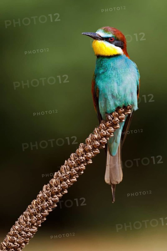 European Bee-eater (Merops apiaster), Castile, Spain