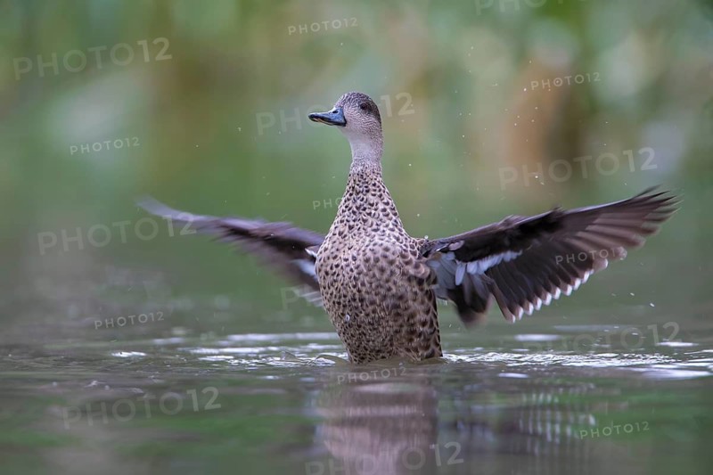 Grey Teal (Anas gracilis) bathing, Victoria, Australia