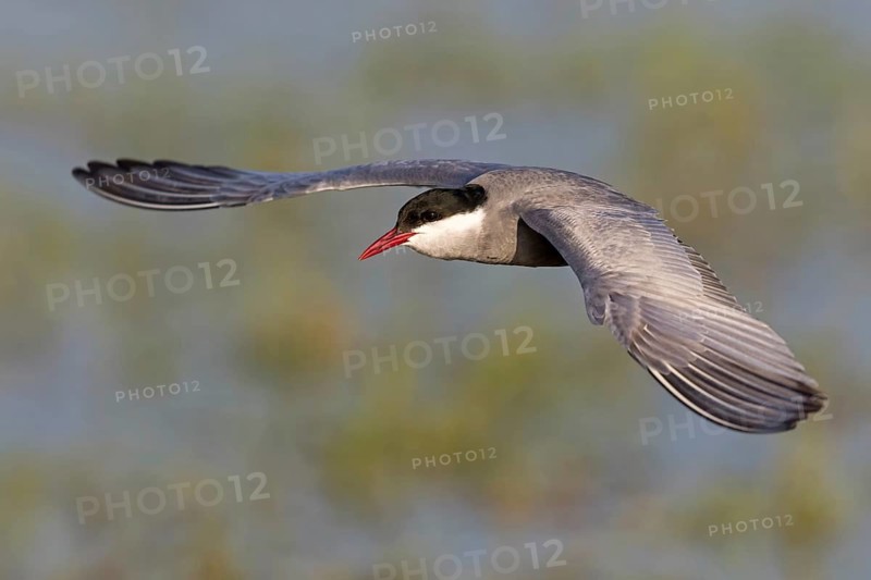 Weißbart-Seeschwalbe, Weißbartseeschwalbe, Whiskered Tern, Chlidonias hybridus, Chlidonias hybrida, Guifette moustac, Fumarel Cariblanco