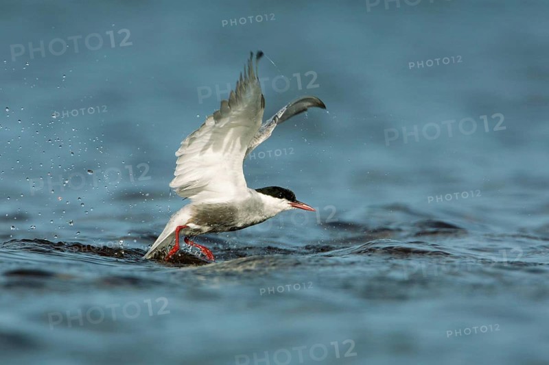 Whiskered Tern (Chlidonias hybrida) flying, Victoria, Australia