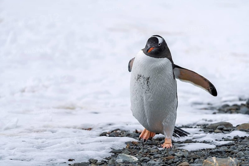 Gentoo penguin (Pygoscelis papua) walking with outstretched flippers on a shingle beach at the edge of the snow, South Georgia, British Overseas Territory