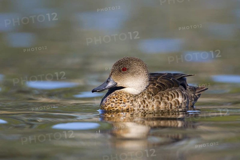 Grey Teal (Anas gracilis), Victoria, Australia
