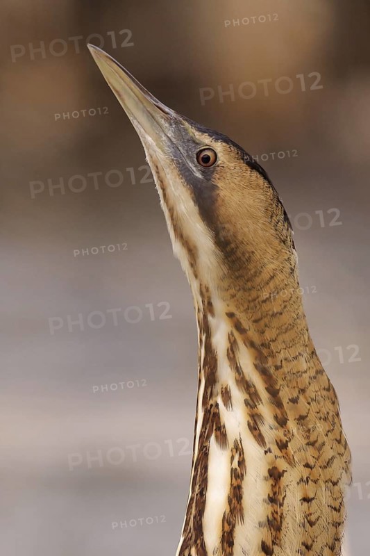 Eurasian Bittern (Botaurus stellaris), Utrecht, Netherlands