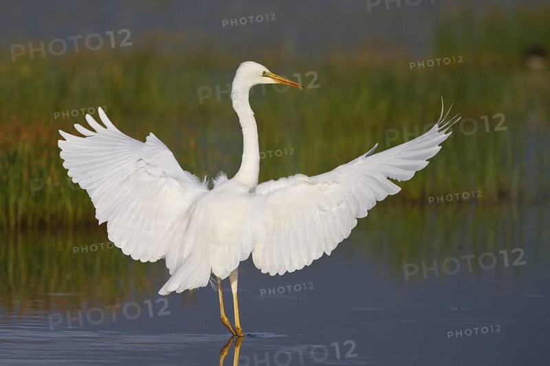 Great Egret (Ardea alba) foraging, Greece