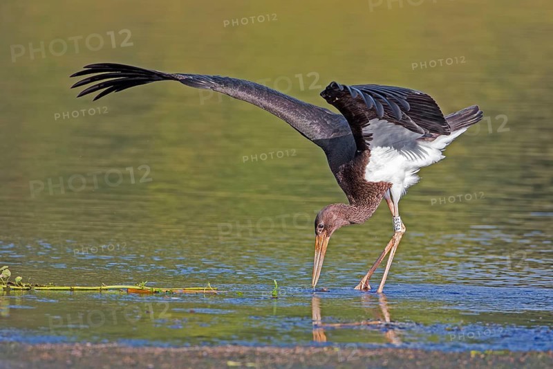Black Stork (Ciconia nigra) juvenile foraging, Saxony-Anhalt, Germany