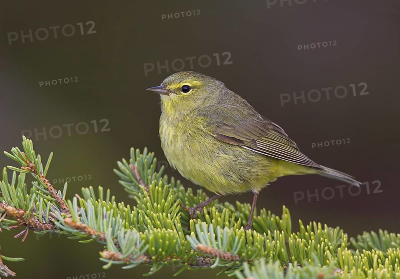 Orange-crowned Warbler, male
