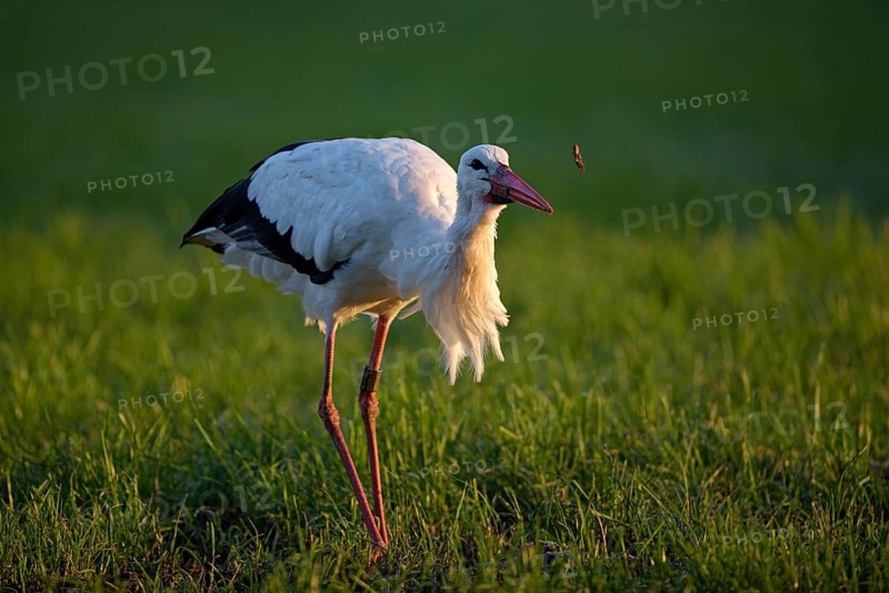 Weissstorch (Ciconia ciconia), White Stork, Altvogel bei der Nahrungssuche, Oktober, NSG Dingdener Heide, Nordrhein-Westfalen, Deutschland