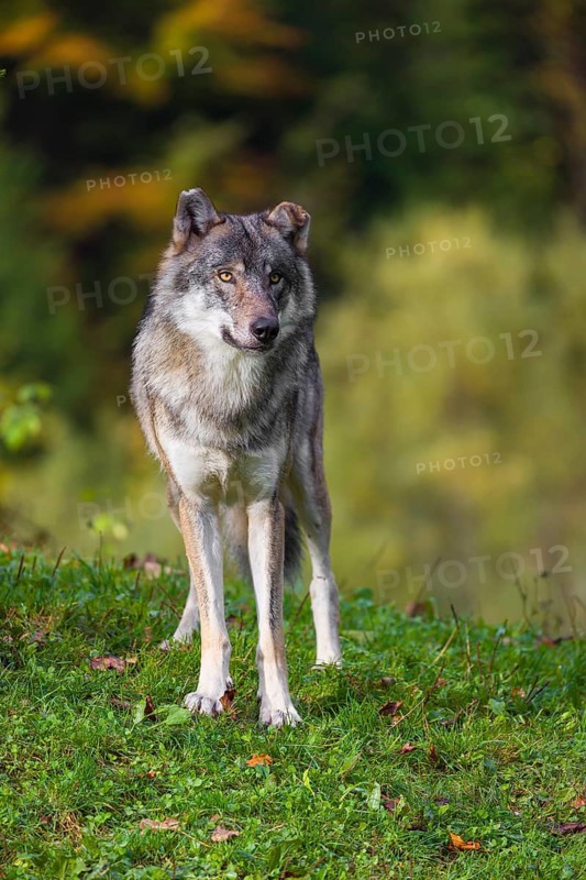 A eurasian gray wolf (Canis lupus lupus) stands on a meadow on a hill with a colourful foliage in the background
