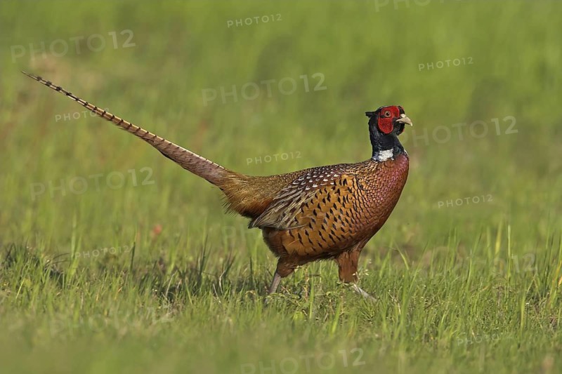 Common Pheasant (Phasianus colchicus) male, Rhineland-Palatinate, Germany