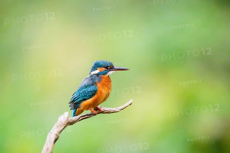 Common kingfisher (Alcedo atthis) sitting on an old wooden branch in late summer, wildife, Bavaria, Germany