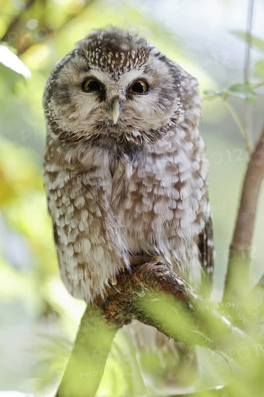 Boreal Owl (Aegolius funereus), Bavaria, Germany