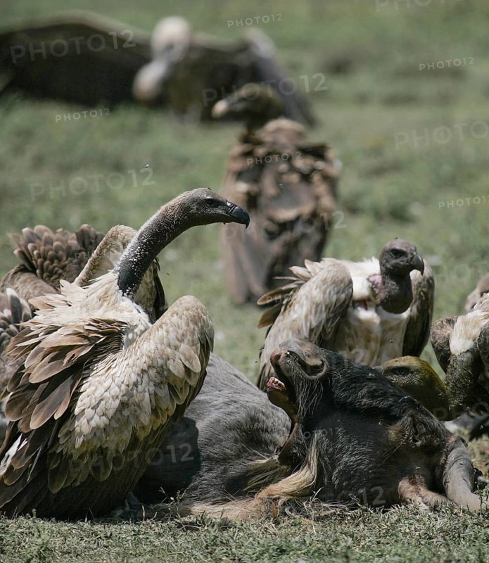 White-backed vulture (Gyps africanus) adult feeding with several vultures on the carcass of a blue wildebeest (Connochaetes taurinus), Serengeti National Park, Tanzania