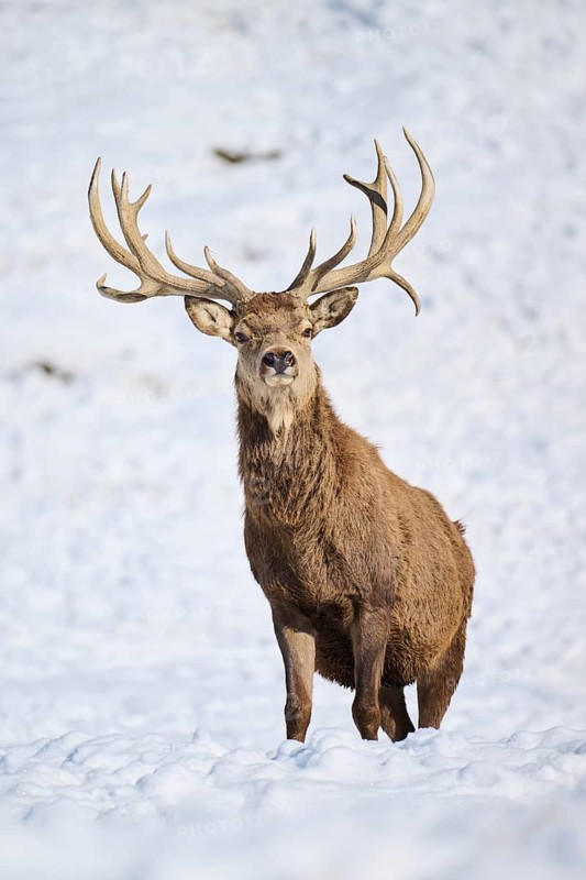 Red deer (Cervus elaphus) stag on a snowy meadow in the mountains in tirol, Kitzbühel, Wildpark Aurach, Austria