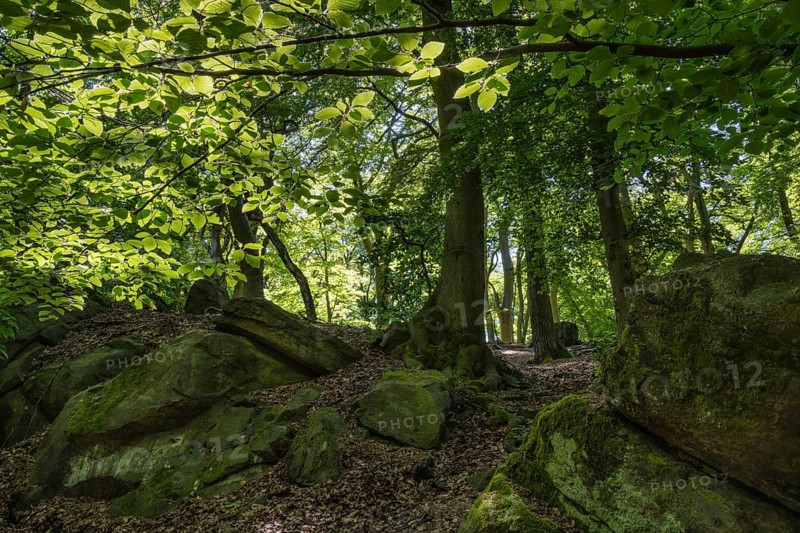 Rocks in green beech forest, Ore Mountains, Czech Republic, May 2024