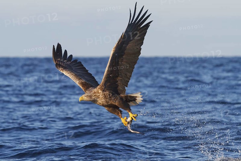White-tailed Eagle (Haliaeetus albicilla) flying, Norway