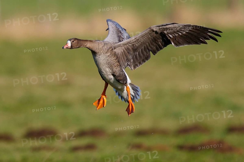 Greater White-fronted Goose (Anser albifrons) flying, North Rhine-Westphalia, Germany
