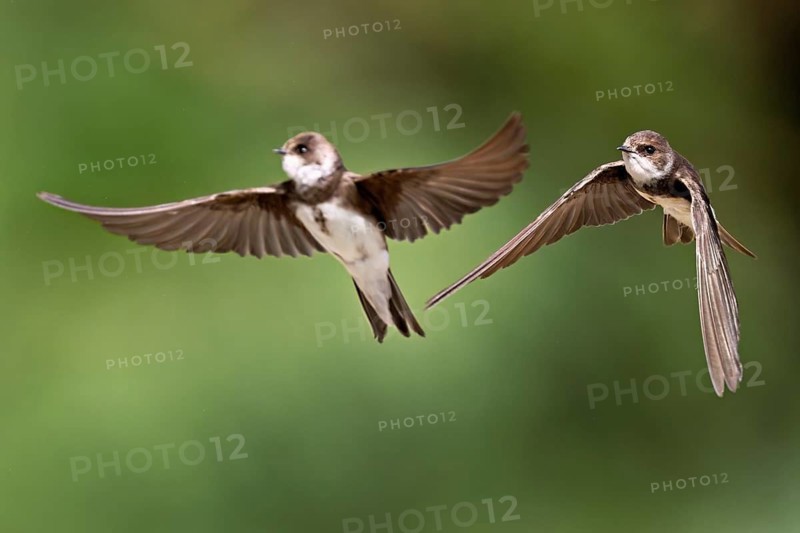 Sand martins (Riparia riparia), in flight, Reussegg nature reserve, Canton Aargau, Switzerland