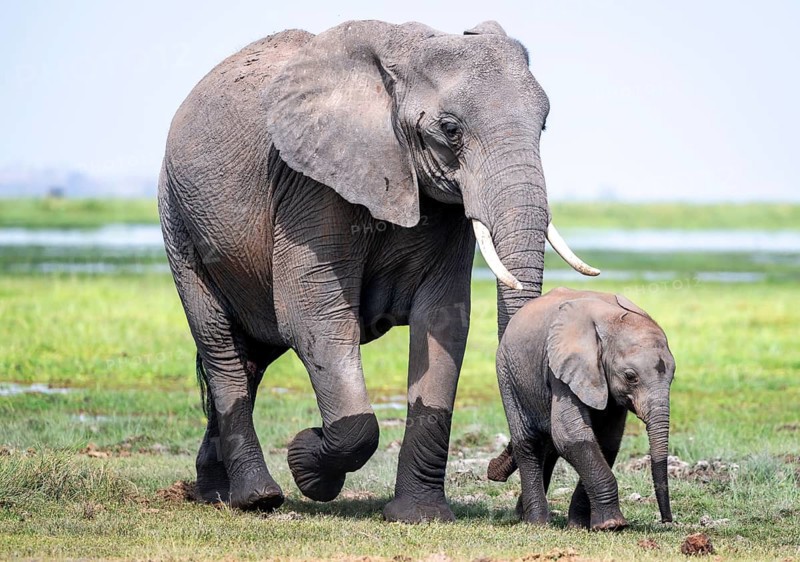 African elephant (Loxodonta africana) with baby, young and dam, Amboseli National Park, Rift Valley Province, Kenya