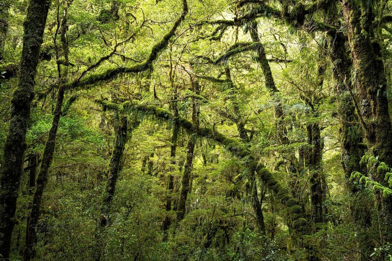 Wooded landscape with mossy trees and ferns. Fiordland National Park, Southland Region, South Island, New Zealand