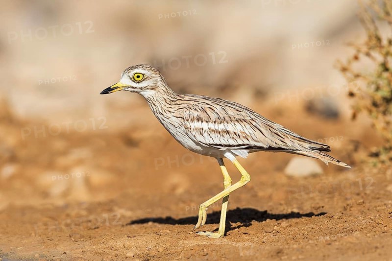 Eurasian Stone-curlew (Burhinus oedicnemus), Negev, Israel