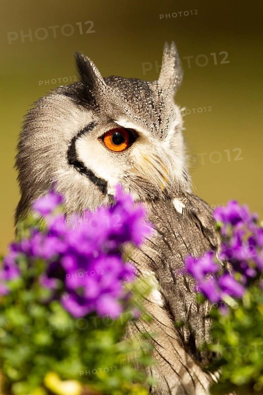 Southern White-faced Owl (Ptilopsis granti) captive, Germany