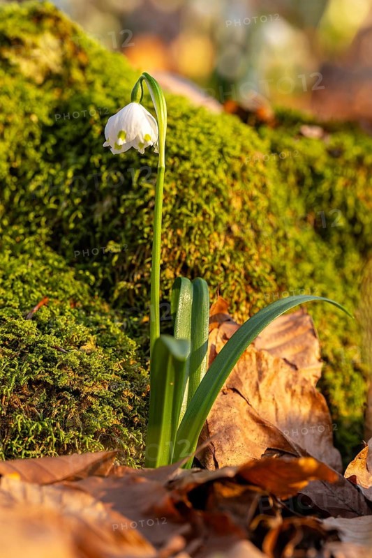 Close-up of a blooming spring knotweed (Leucojum vernum), also known as marzenbecher, in front of a moss-covered tree stump in the warm evening light in a deciduous forest, Lower Saxony, Germany