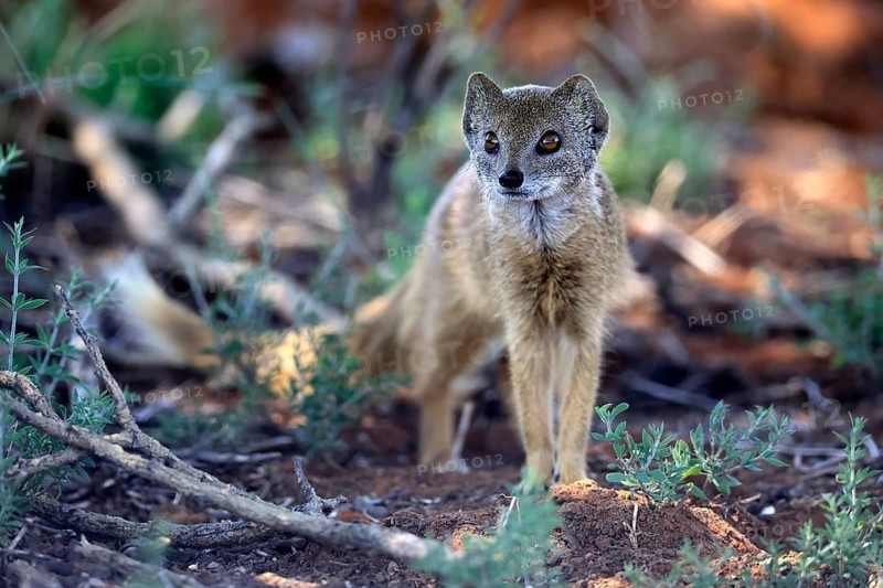 Fox mongoose (Cynictis penicillata), adult, alert, foraging, Mokala National Park, Northern Cape, South Africa