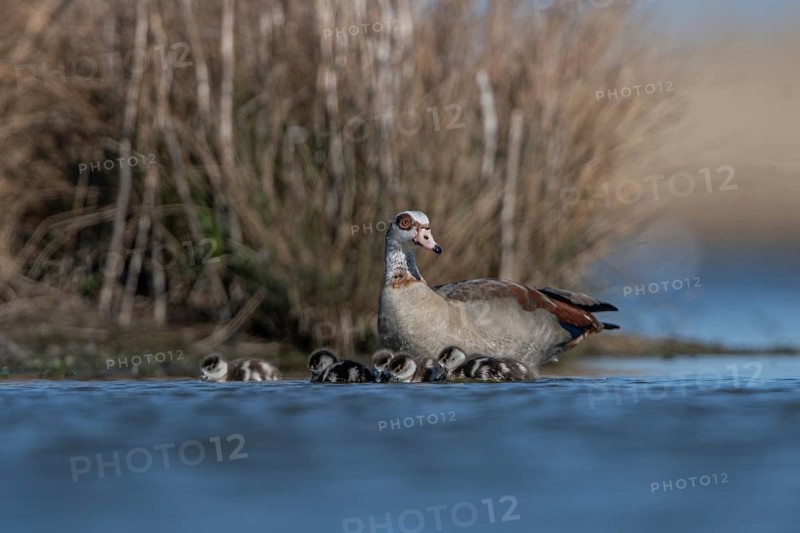Egyptian Goose (Alopochen aegyptiaca) with chicks, Schleswig-Holstein, Germany