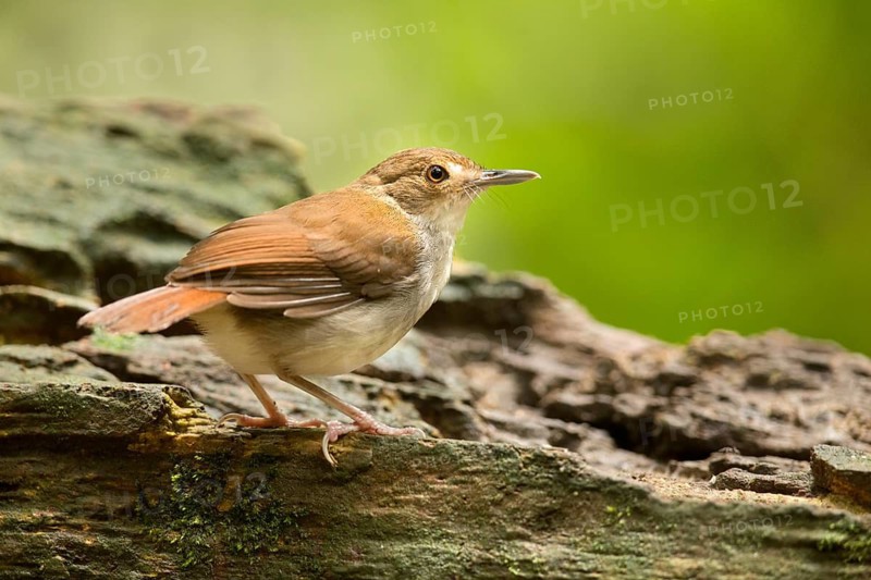 White-chested Babbler (Trichastoma rostratum), Selangor, Malaysia