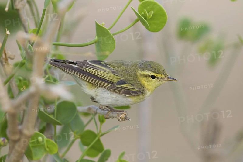 Wood Warbler (Phylloscopus sibilatrix), Oman