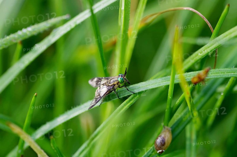 Golden eye gadfly (Chrysops relictus), compound eyes, colourful, grass