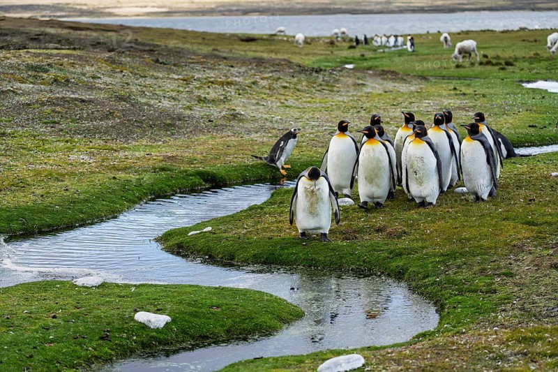 King penguins (Aptenodytes patagonicus), group on the bank of a stream, Gentoo penguin (Pygoscelis papua) and grazing sheep in the background, Bluff Cove, East Falkland, Falkland Islands