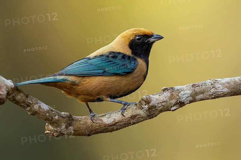 Burnished-buff Tanager (Tangara cayana) perched on a branch in the Atlantic Rainforest Region of Brazil