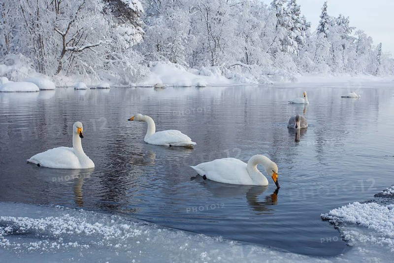 Whooper Swan (Cygnus cygnus) group, Finland
