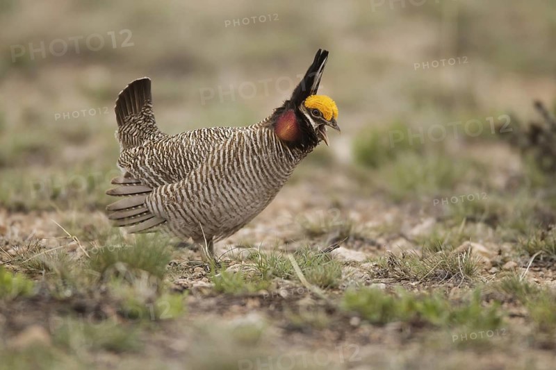 Lesser Prairie Chicken (Tympanuchus pallidicinctus) male, New Mexico, USA