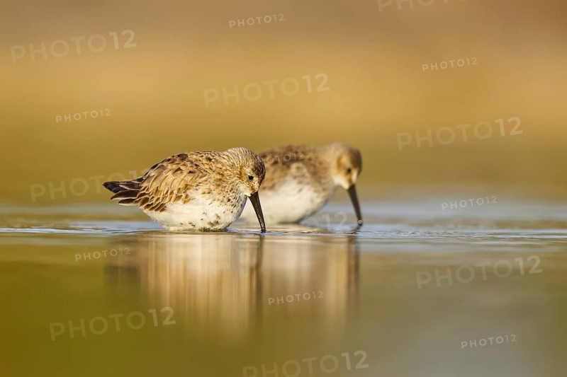 Dunlin (Calidris alpina) foraging, North Rhine-Westphalia, Germany