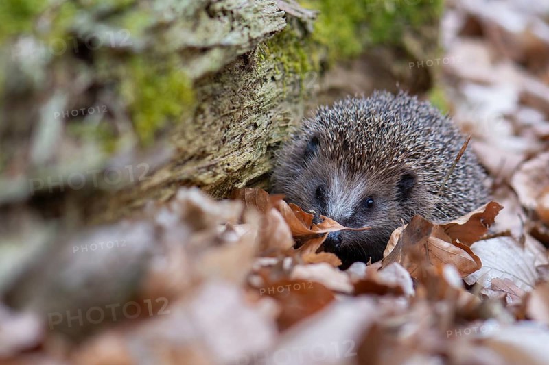 Hedgehog (Erinaceidae) on the forest floor looking for winter quarters, Cloppenburg, Lower Saxony, Germany