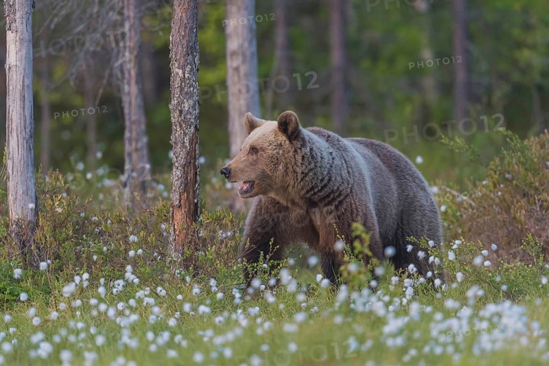 Braunbär (Ursus arctos) Brown Bear