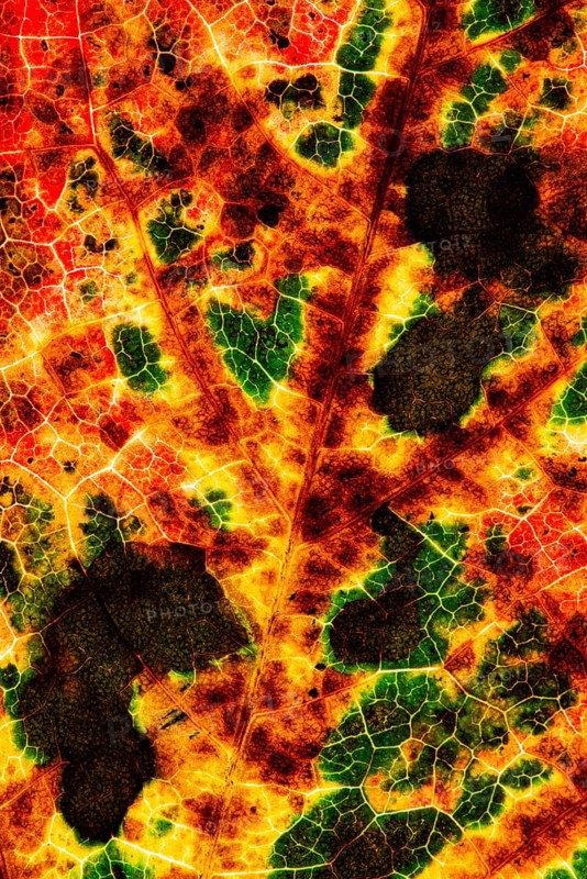 Structure of an autumn-colored leaf, foliage, tree, Vechta, Lower Saxony, Germany