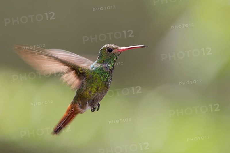 Rufous-tailed Hummingbird (Amazilia tzacatl) flying, Alambi, Ecuador