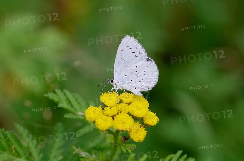 Pale blue (Celastrina argiolus), close-up, flower, nectar