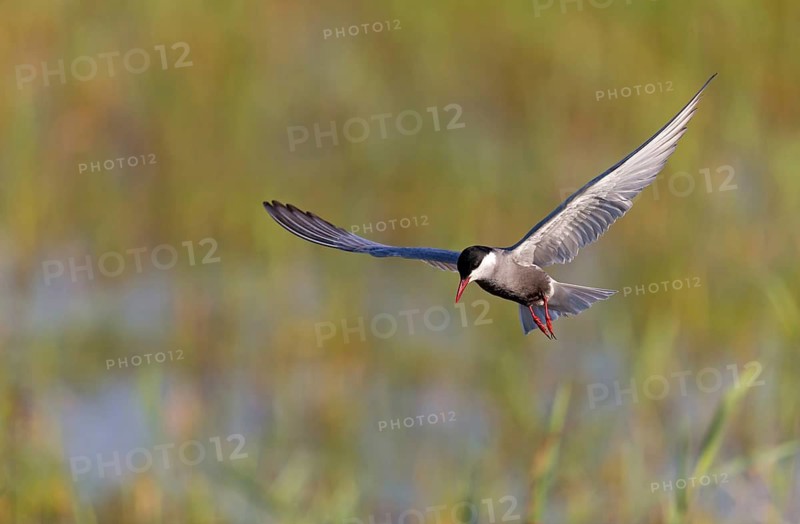 White-bearded Tern, (Chlidonias hybridus, Chlidonias hybrida, family of terns, flight, biotope, habitat, foraging, prey, dive, hunting fish, Lake Neusiedl, Illmitz, Burgenland, Austria