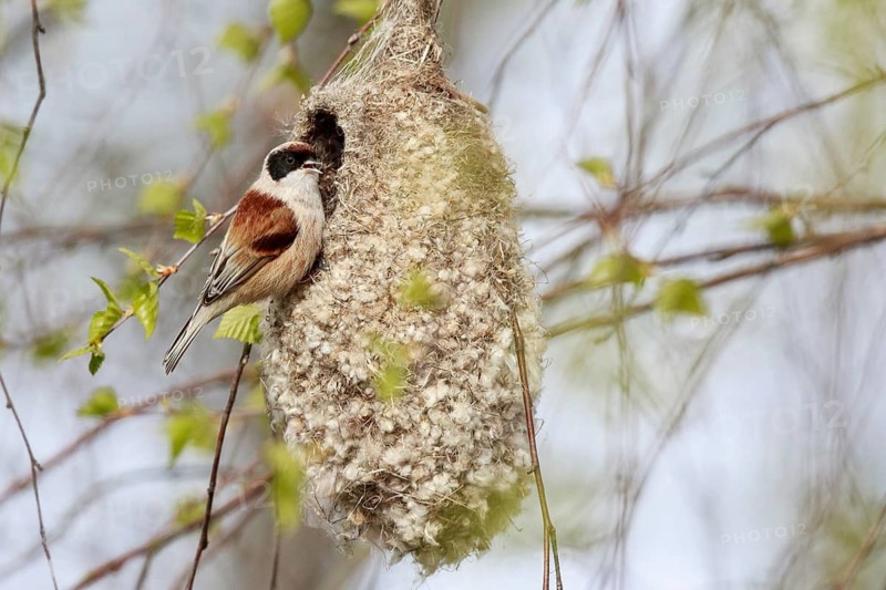 Eurasian Penduline Tit (Remiz pendulinus) male singing at nest, Poland